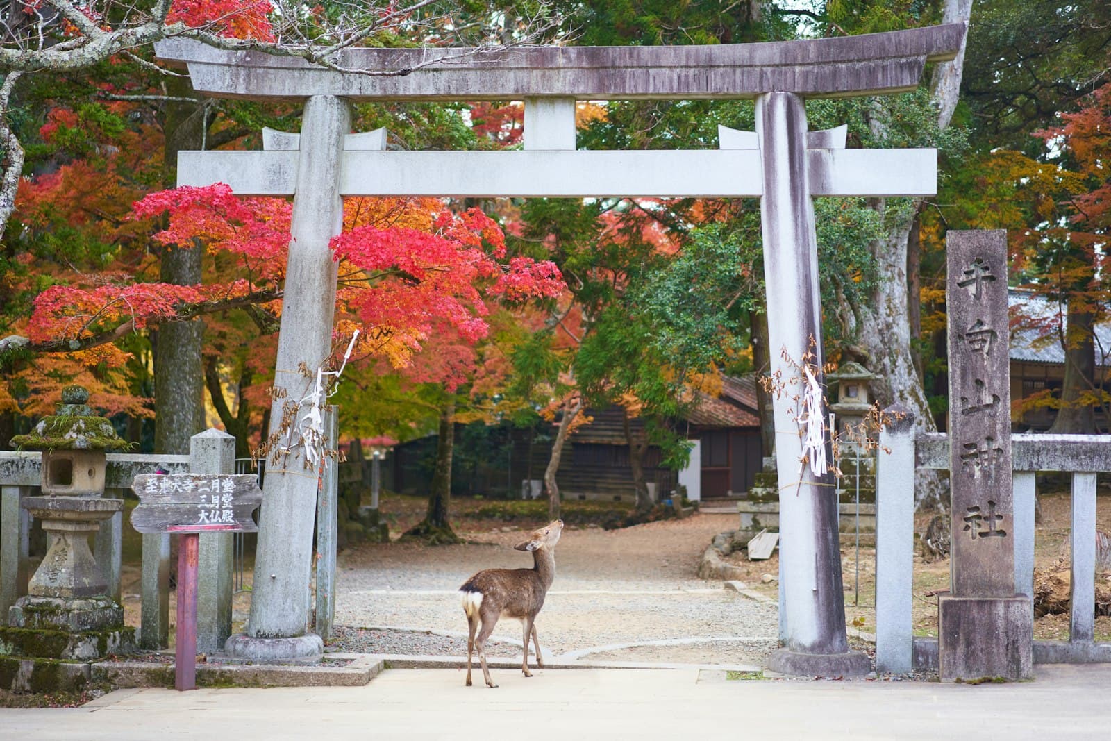 Nara — gray deer under white and gray arch