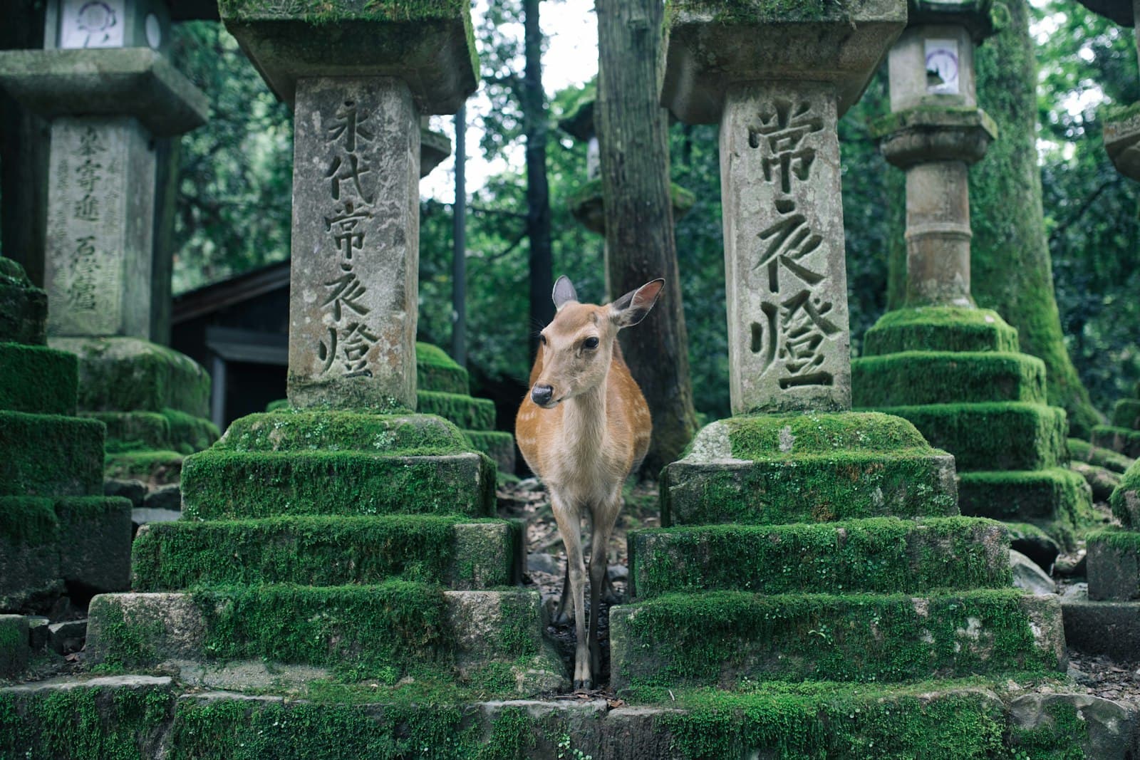 Nara — deer in between posts